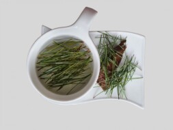 Pine needle tea in a cup
